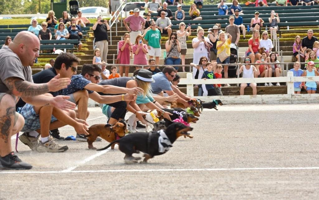 Dachshunds racing at the Running of the Weenies event